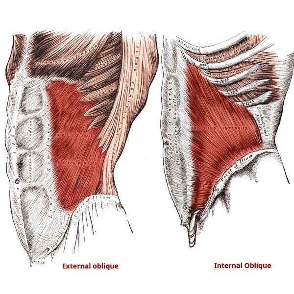 oblique-anatomy.jpg.9b1abec43d66587f13ae85c9fefe1092.jpg