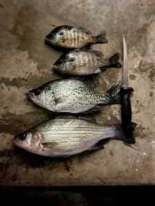 IMG_4234.jpeg