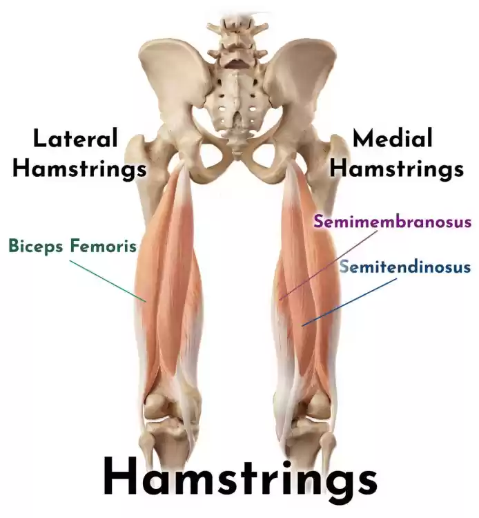 w1200_4c6c_hamstrings_lateral_y_medial.webp.6b874a6d64d3fc563dac40d514d6d9f0.webp