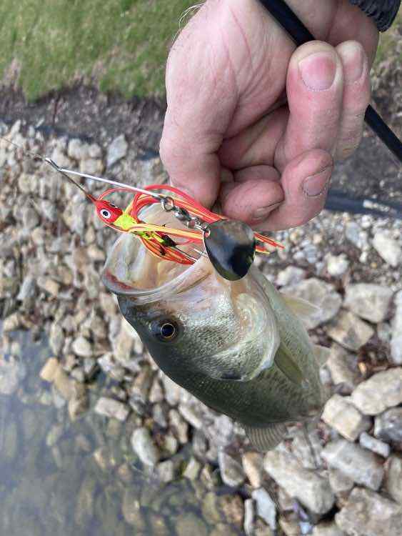 Best Budget Spinner Bait - Fishing Tackle - Bass Fishing Forums