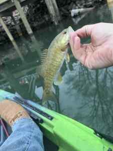 IMG_4782.jpeg