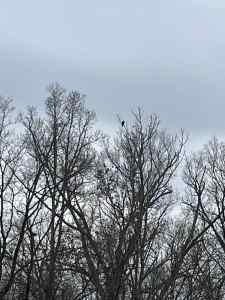 IMG_4913.jpeg