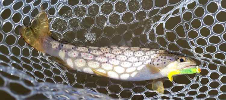 20240306_Trout1.jpg.bb93dba27569f85c25d221b6beffd6d1.jpg