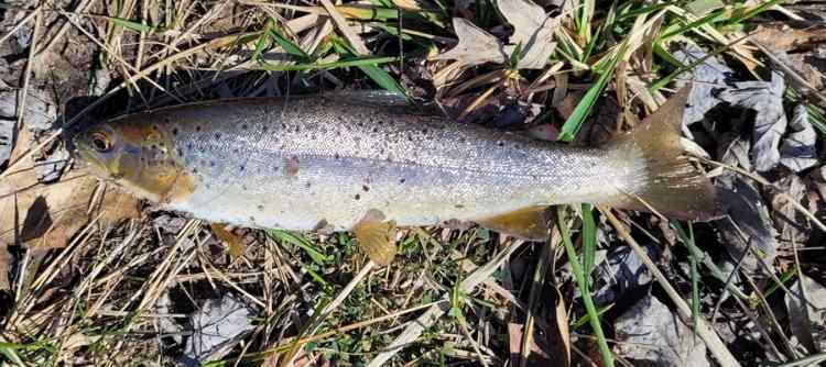 20240306_Trout2.jpg.f8b33cc15db859774e7906bd1bbb6a86.jpg