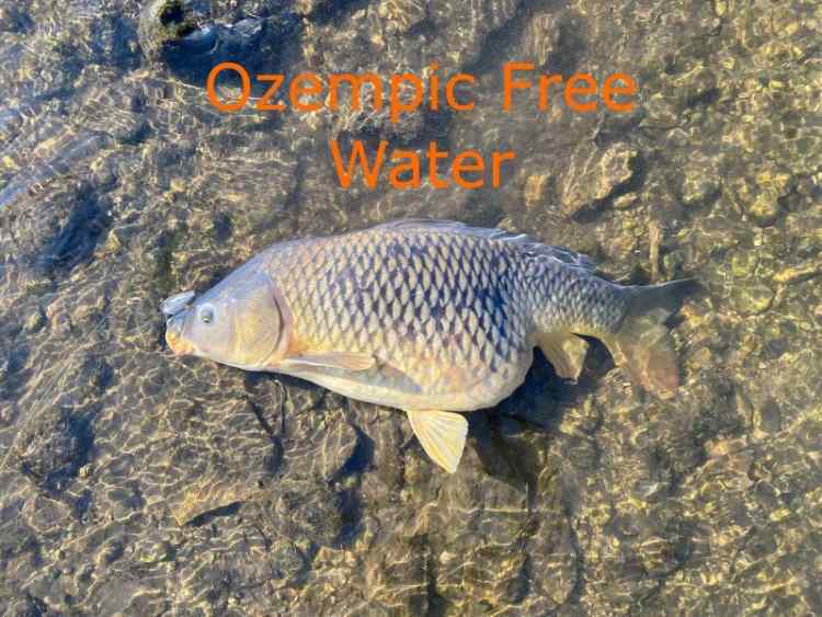 carp.jpg.7175b29fbb7530a8ff2fc2364b2da027.jpg