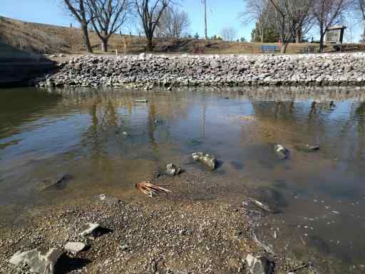 fishwapo047.jpg.41e466f689a3bb3a89b73ab0a70acff5.jpg