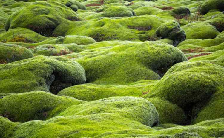 mossy-rocks-1536x952.jpeg.6a257ead087d9d71ee0d65b814f642c8.jpeg