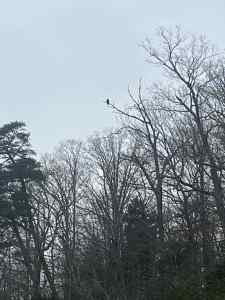 IMG_5204.jpeg
