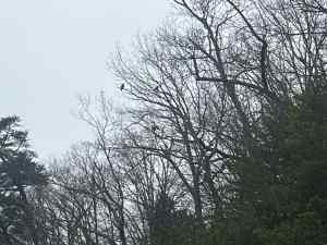 IMG_5205.jpeg