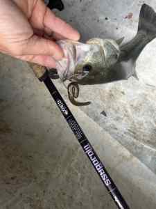 IMG_5207.jpeg