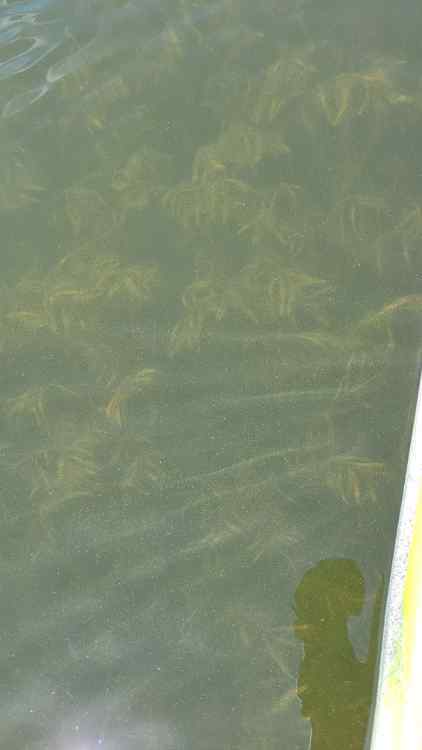 CurlyPondweed.jpg.b546cd6bc22eb80e5ccc3811e610b708.jpg
