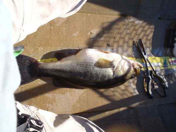 HurdsPond4-17-2024011.jpg.474b633cd84bdbe7b6dfa728e644c8ec.jpg
