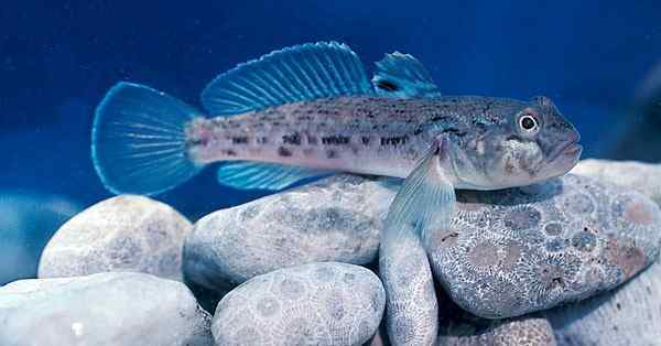 roundgoby.jpg.a8a1ab87e3036b867a853e858e98fcf7.jpg