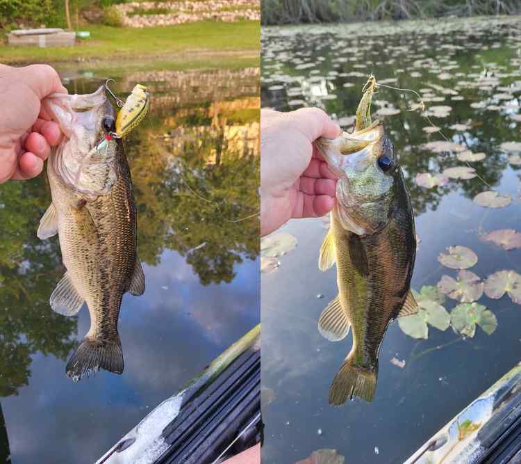 20240516_TopwaterFluke.jpg.cc99d81ee9eb9e5e8f07557a6f049cee.jpg