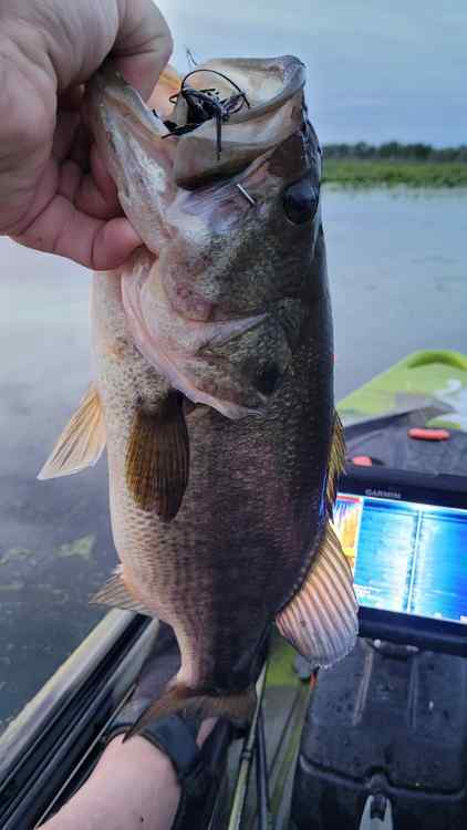 20240529_Bayou2_18.jpg.933545525b1ed608dd31497dd8e678e3.jpg