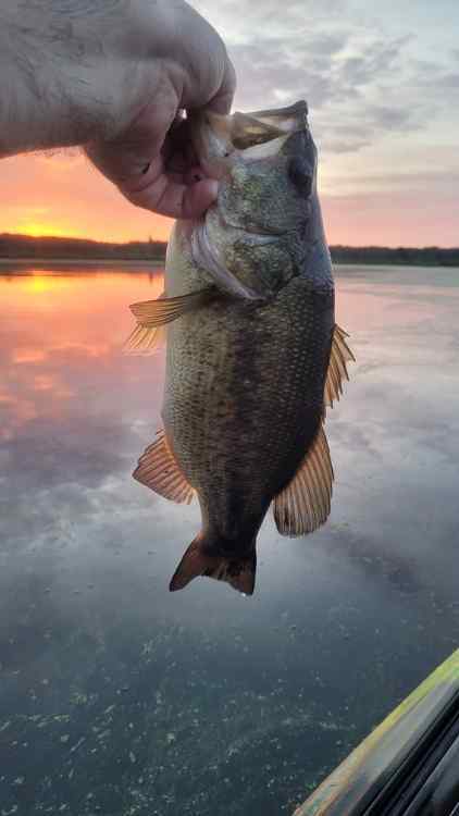20240529_Bayou2_EarlyBird15.jpg.75cfffaa7a043ee3c5f07e98ebb8f873.jpg