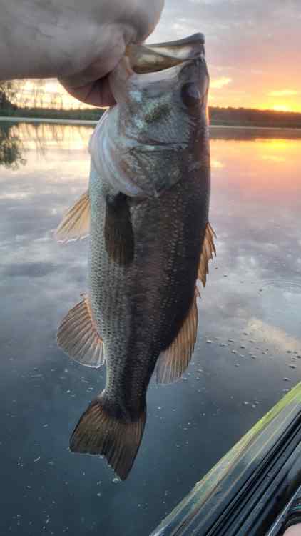20240529_Bayou2_EarlyBird17.jpg.7f4e9d2646656d4a4bcd1b6d34a1d69a.jpg