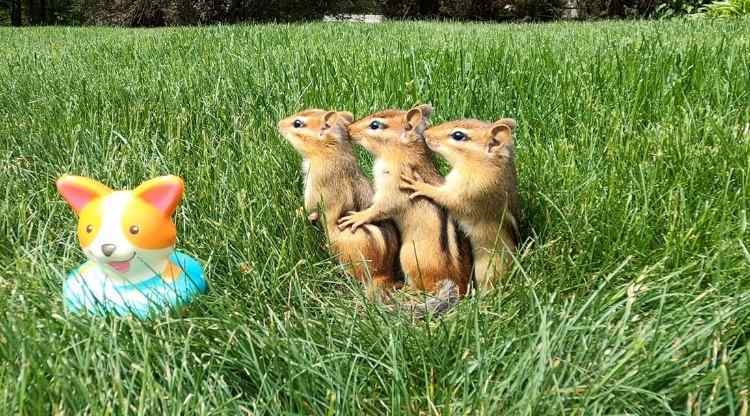 3chipmonkbabbies.jpg.5d3c91b87865babd6171f19f7ced2b8c.jpg