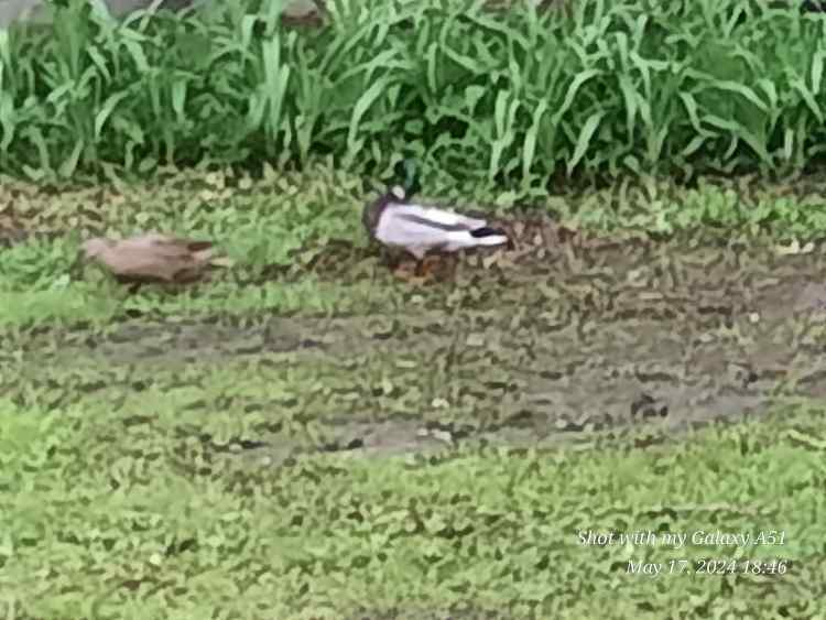 BackYardDucks.jpg.aaa12386b19487d59cc5776a20efb9b9.jpg