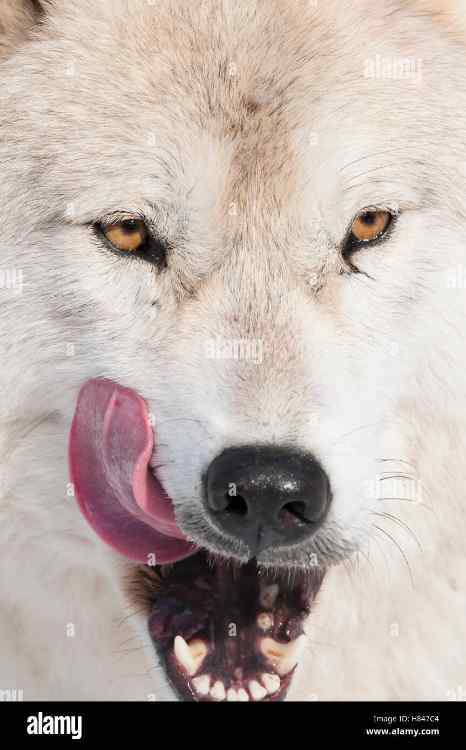 arctic-wolf-canis-lupus-licking-chops-omega-park-montebello-quebec-H847C4.jpg.8aa40f04b93e5f430d613a976c416644.jpg