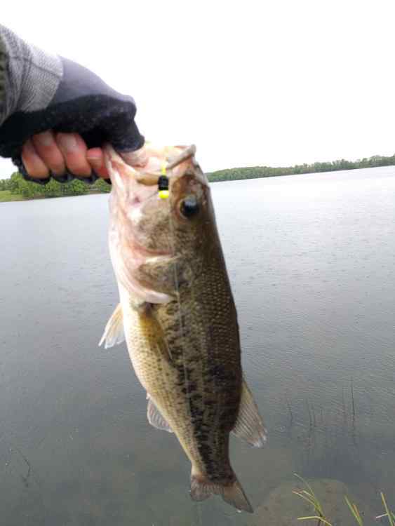 raincrappie036.jpg.79cb21f0cc2924a94083d478011f5cef.jpg