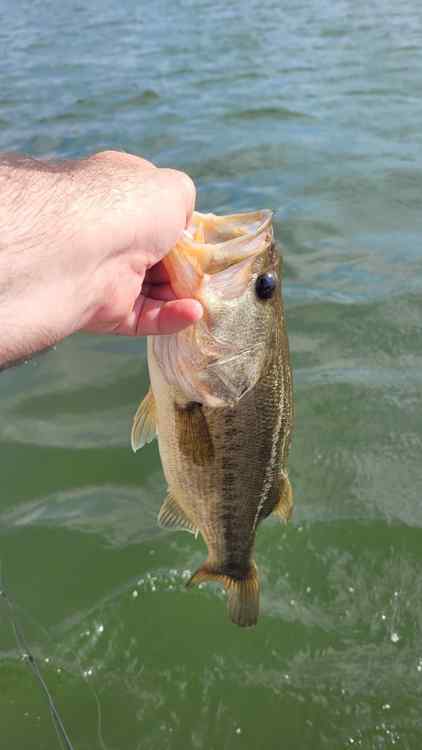 20240620_173411_gunfish.jpg.0d1cde4c530a51129fb432aa538519c8.jpg