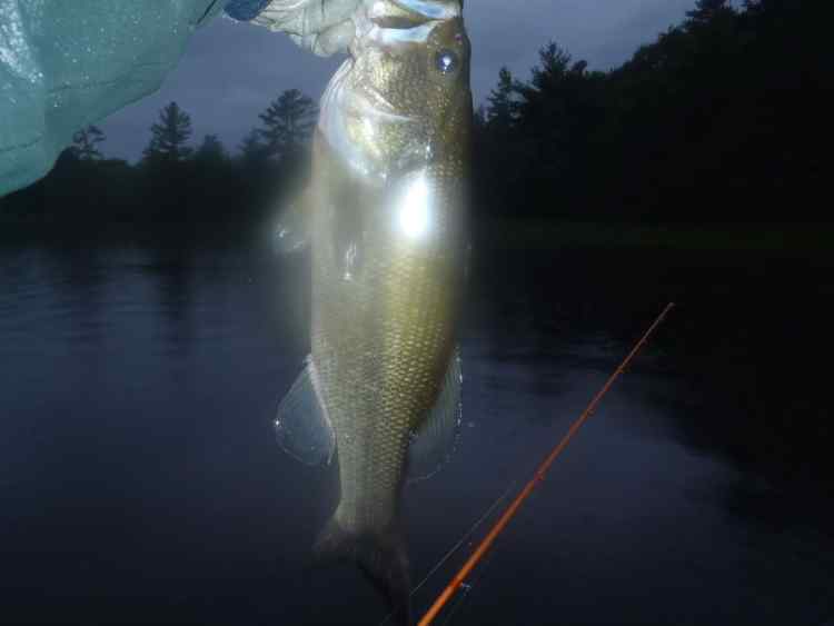 BrightBass.jpg.b2335f243ce0b15ad24b7c4beff13563.jpg