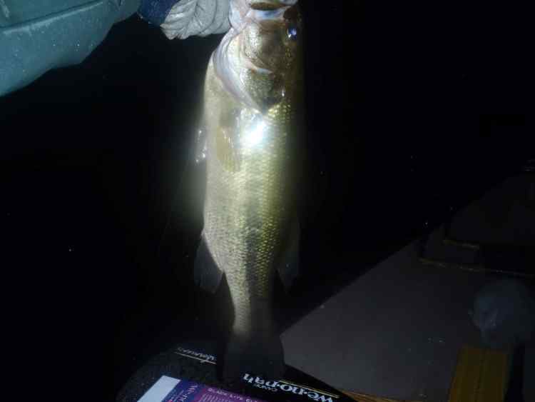 FirstBass.jpg.1bfd8d14af5a4cd1d991e90cfd3ec089.jpg