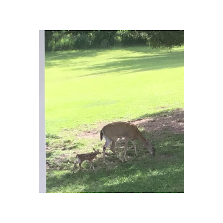 IMG_2024-06-03-172159.png.d6d63745dd2847dfebe0a55e5a29a7c7.png