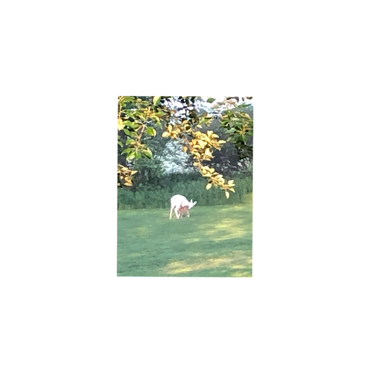 IMG_2024-06-04-180419.png.fed3c0a72083ef5fb3acdb6e6e31eb54.png