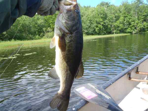 LastBass.jpg.8d71d0bed2bb60fc2860f14f93c4f6b3.jpg