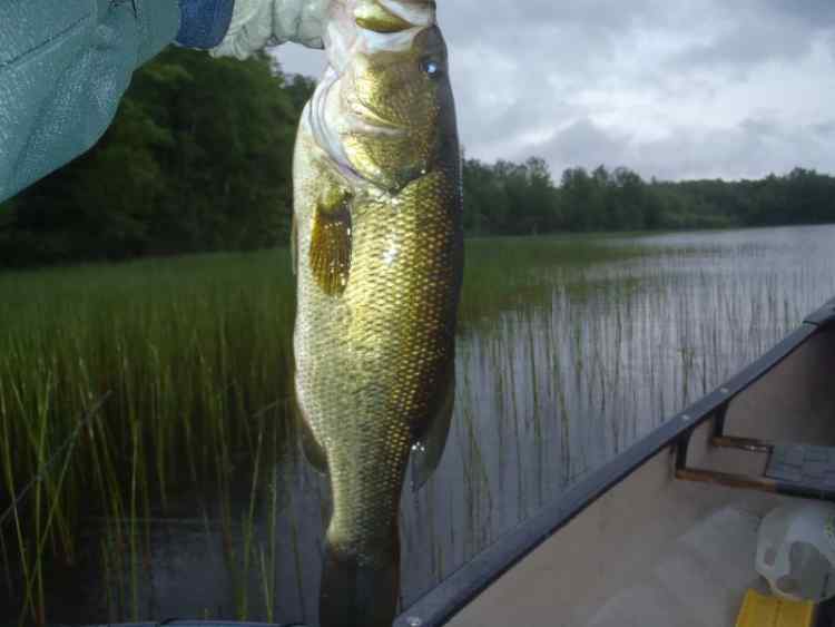 LightBass.jpg.37e96225d27ed772c3c71931ac1f9ee4.jpg