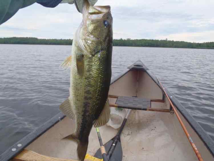 PrettyBass.jpg.070d40d348a0ee934b9557d2e2a47b22.jpg