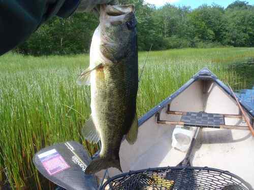 ReedyBass.jpg.fe84d130f22ec349530b93cc2c37df1f.jpg