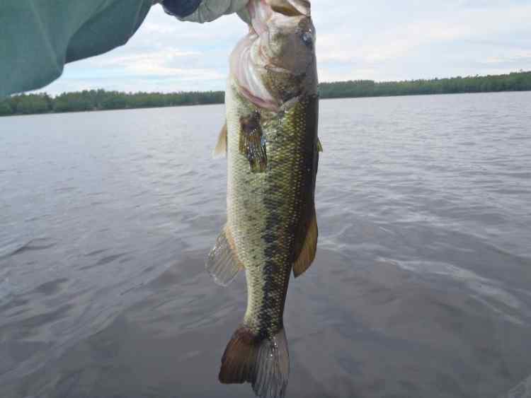 SkinnyBass.jpg.7339bf51e72eb24cab0f41dab4656e81.jpg