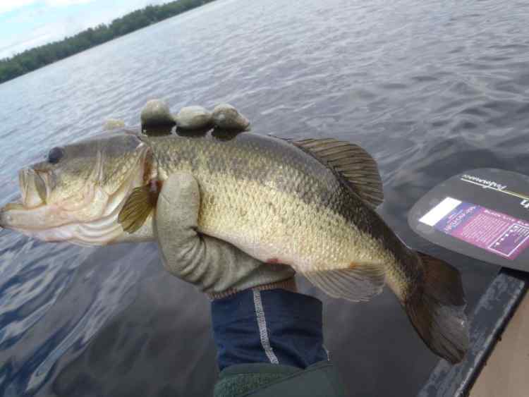 SmallLargie.jpg.d615e2419ce83e8443950dc92bf59faa.jpg