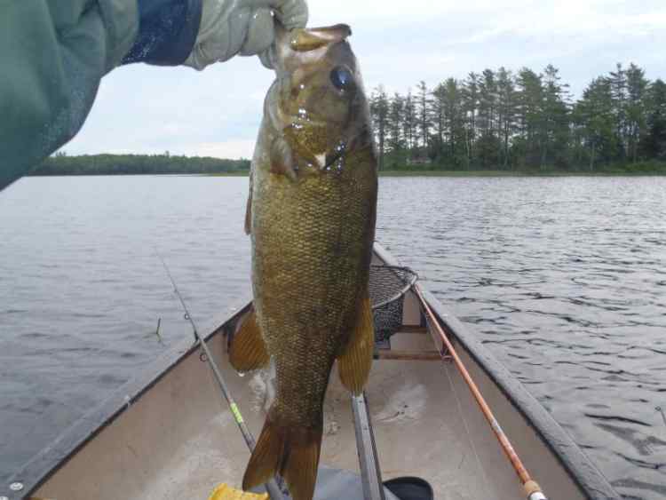 SmallSmallie.jpg.eed03db81372c956d888b518c23b8a71.jpg