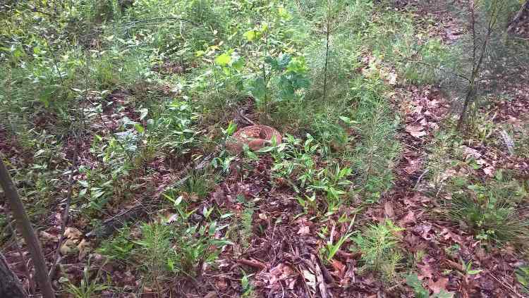 fawn.jpg.0f8668cf1c7afe4e89e9b653dcc379a2.jpg