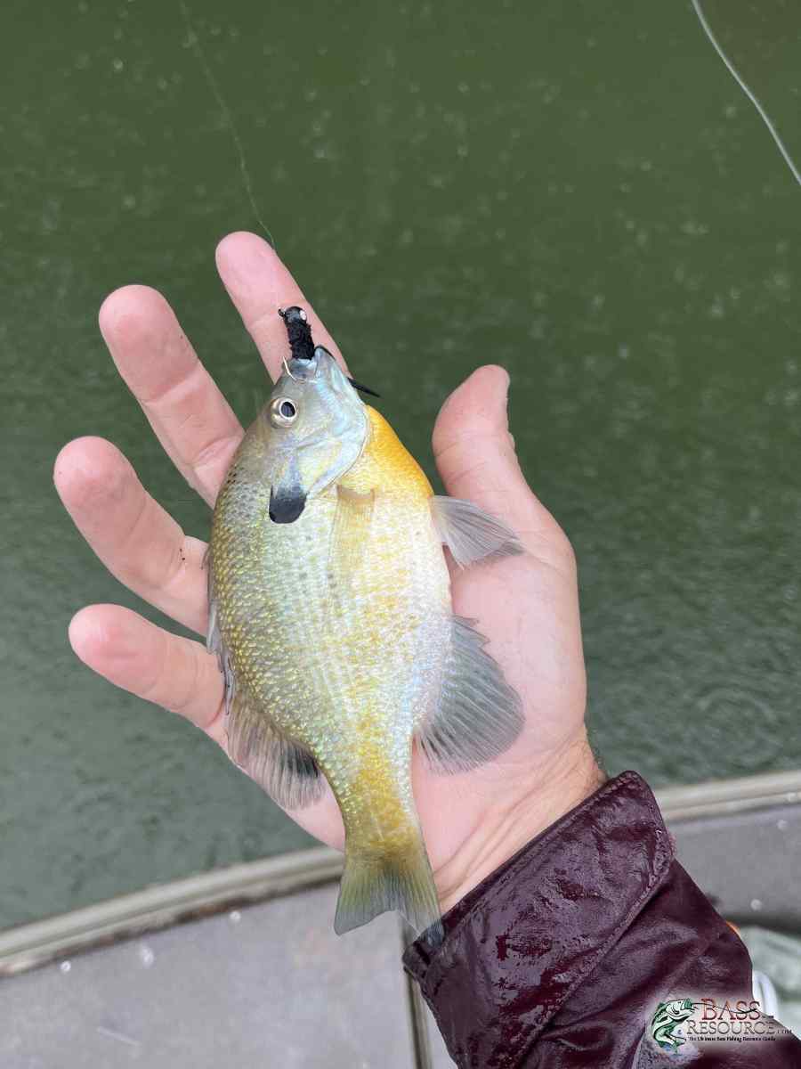 large.IMG_6592.jpeg