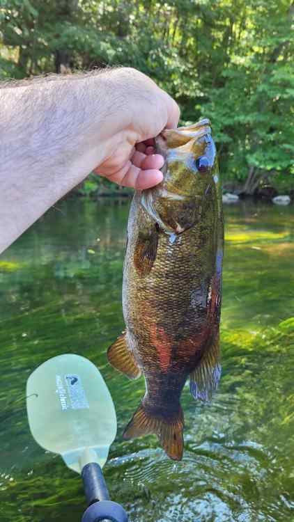 20240719_BiggerSmallie.jpg.020e40e10a5651b17d543d35ea99e211.jpg