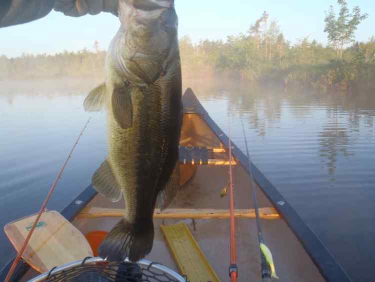 AnotherThickBass.jpg.7764ee94af448046f9861cfb69d35a8e.jpg