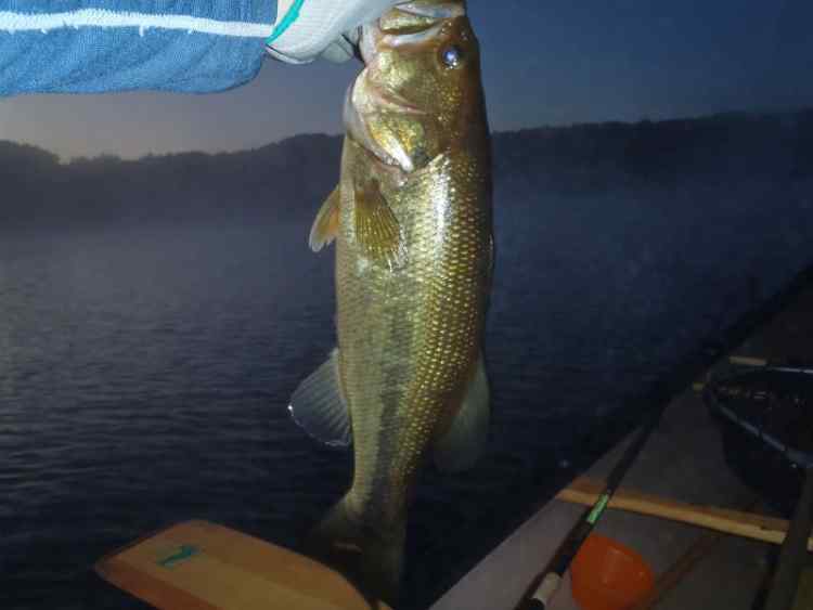 FirstBass.jpg.a358cde9a416efee22365fad1eb6ff1a.jpg