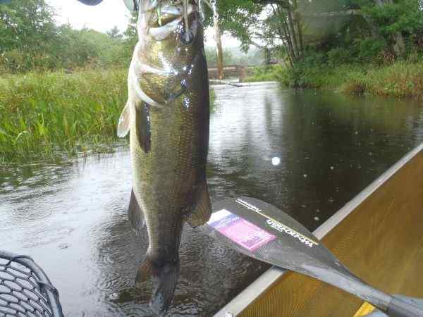 Holefullofbass.jpg.03ffe612bd9c3bc63a45bf1b338fc71a.jpg