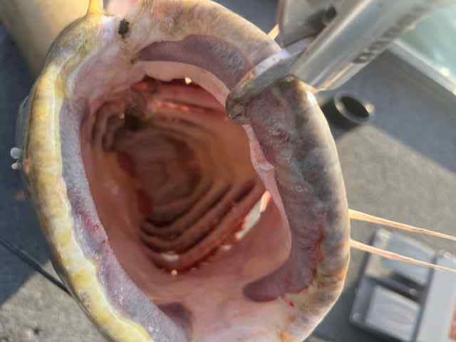 July9-flatheadmouth.jpg.efbbe05695b5d076126c1eabd9921d20.jpg