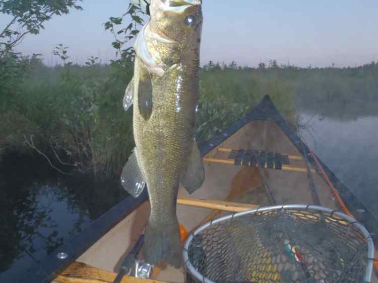 LongBass.jpg.bb875415d073bbfd7c1b69e07200f64c.jpg