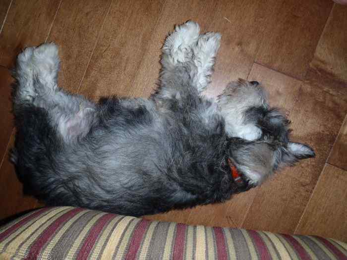 Pup.jpg.b4e99657f2e9692c14a43cd81000671b.jpg