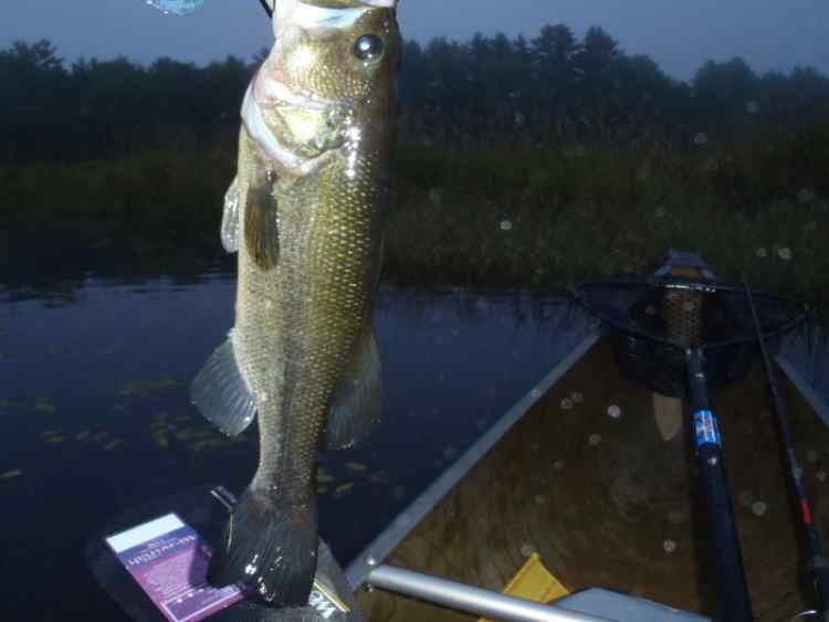 SkinnyRiverBass.jpg.268364b8b178458ec1179b720486cbd8.jpg