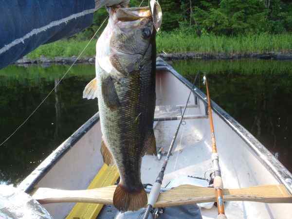 SpinnerbaitinMouth.jpg.a19c81607be937e8eae1216661507615.jpg