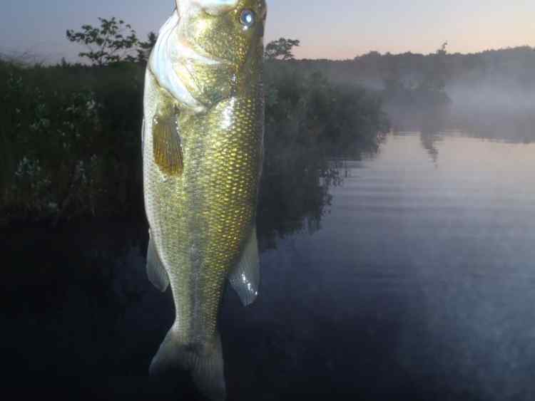 ThickBass.jpg.483c09867ed9e14d1113830d96fbf1b2.jpg