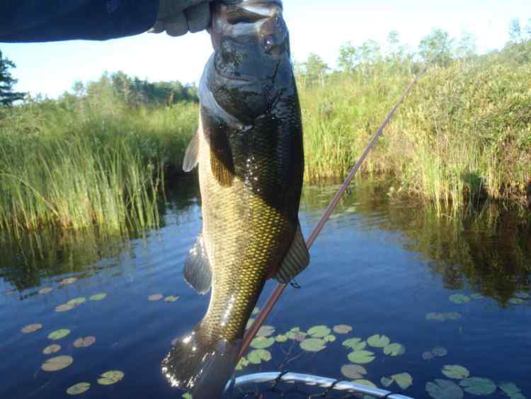WigglingBass.jpg.3037861201efa0fb98514cd20d4486cd.jpg